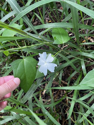 Thunbergia fragrans observed 2026-09-22
