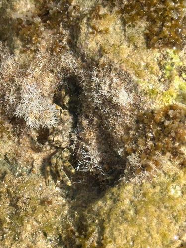 Marbled Crab