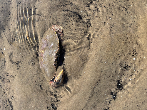 Atlantic Rock Crab
