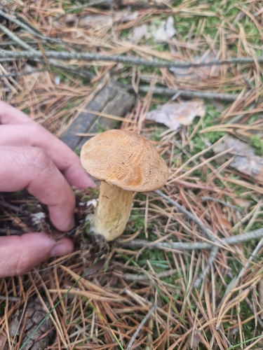 Velvet Bolete