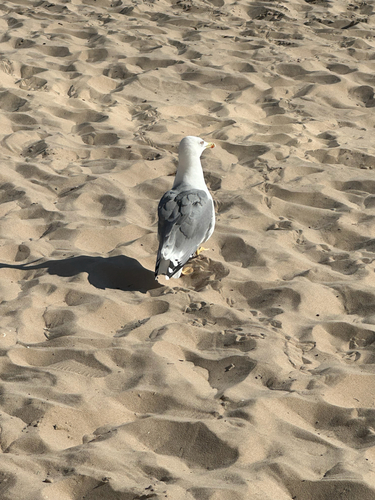 Yellow-legged Gull
