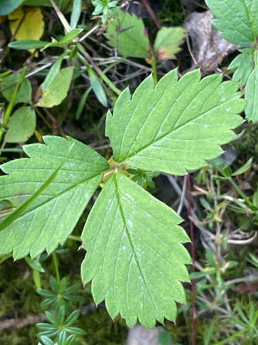 Virginia strawberry