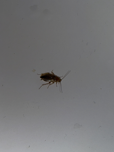 Amber Wood Cockroach