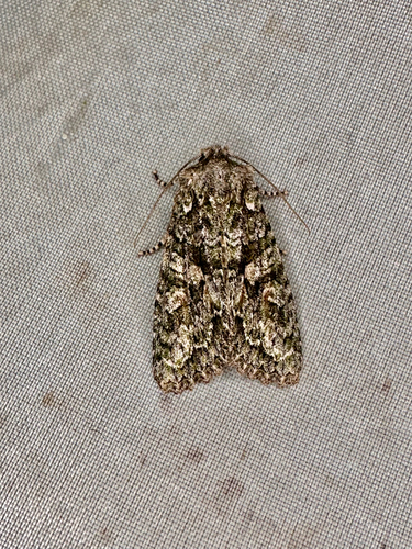 Brindled Green