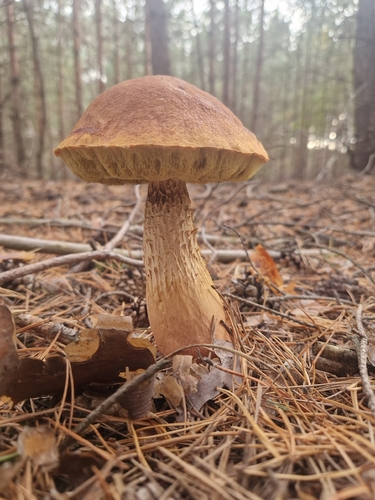 Aureoboletus projectellus