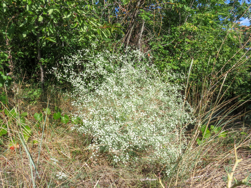Seseli tortuosum, photograph 1