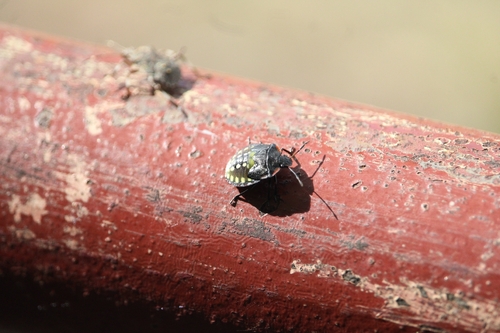 Southern Green Stink Bug