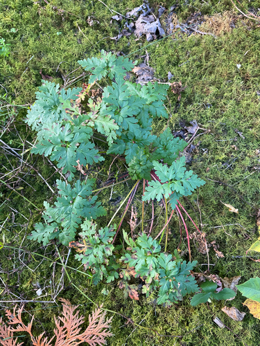 Herb Robert
