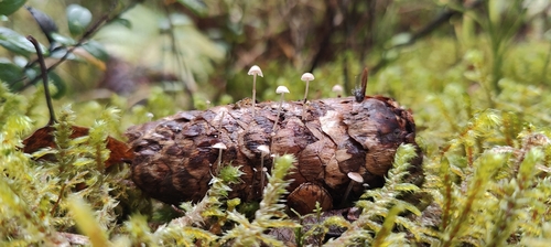 Conifercone Cap