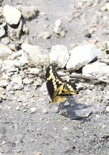 Eastern Giant Swallowtail