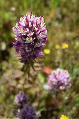 Castilleja densiflora densiflora