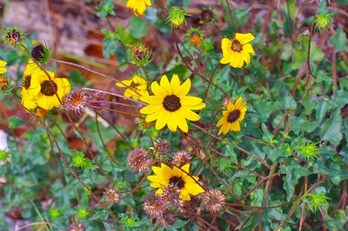 Helianthus praecox