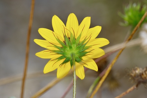 Helianthus praecox, photograph 1