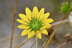 Helianthus praecox, photograph (c) Michelle W. （鍾偉瑋）, some rights reserved (CC BY)