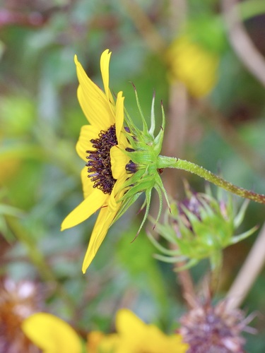 Helianthus praecox, photograph 3