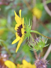Helianthus praecox, photograph (c) Michelle W. （鍾偉瑋）, some rights reserved (CC BY)