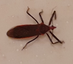 Castolus rufomarginatus