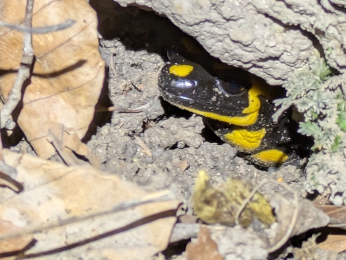 Fire Salamander