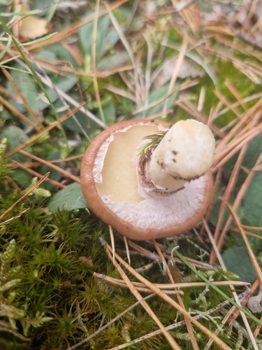 Purple-veiled Slippery Jack