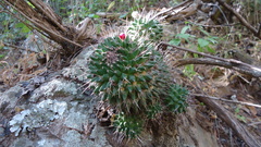 Mammillaria polyedra