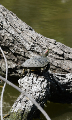 Red-eared Slider