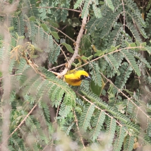 iNaturalist image