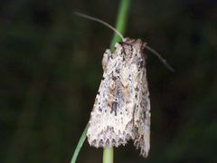 Dasygaster nephelistis