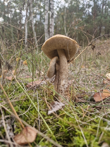 Brown Birch-bolete