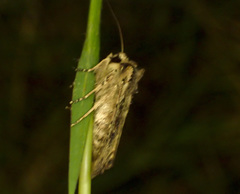 Dasygaster nephelistis