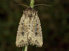 Dasygaster nephelistis