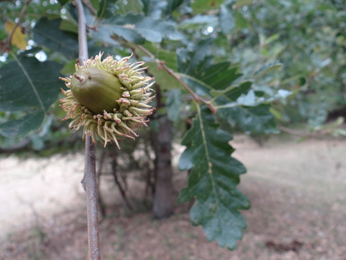 Turkey Oak