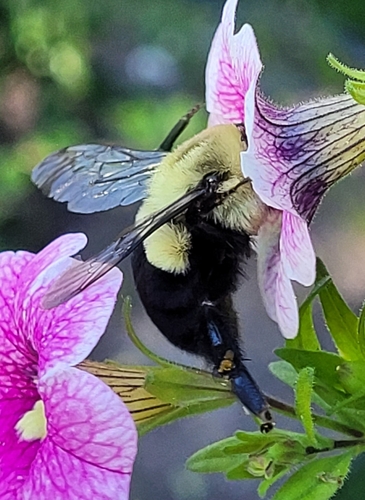 Common Eastern Bumble Bee