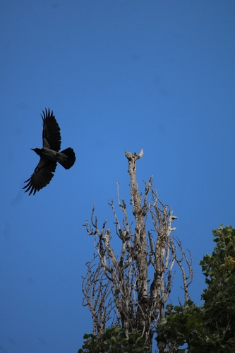 Hooded Crow
