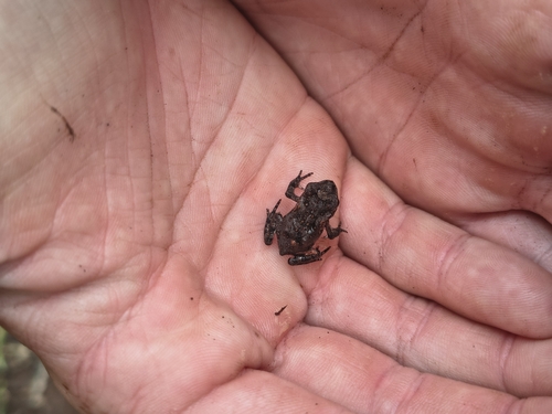 Cane Toad