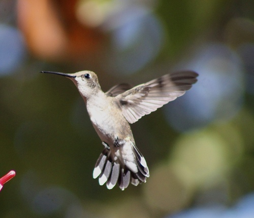 Black-chinned Hummingbird