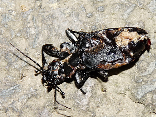 Leather Beetle