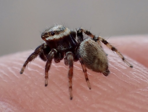 Mediterranean white-banded spider, Sardinien, Muravera, Sardinien, IT, photo 8 of 10