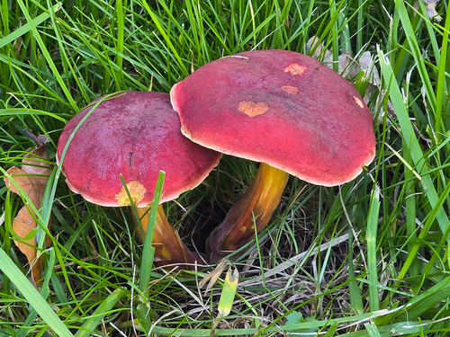 Ruby Bolete