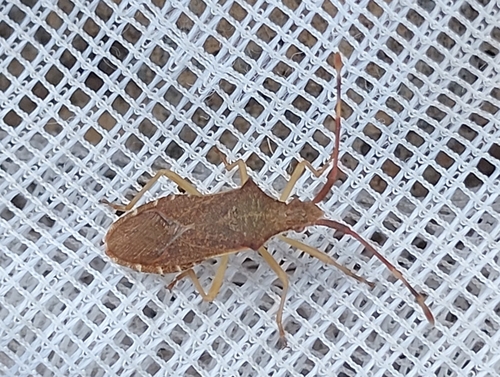 Box Bug