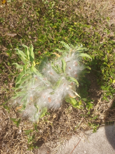 Zizotes milkweed