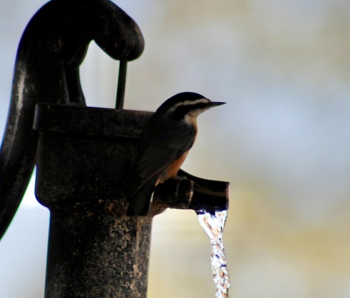 Red-breasted Nuthatch