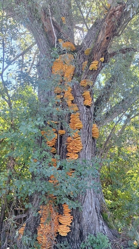 chicken of the woods
