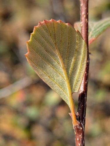 Cercocarpus betuloides