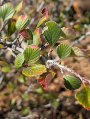 Cercocarpus betuloides, photograph (c) David Anderson, some rights reserved (CC BY)