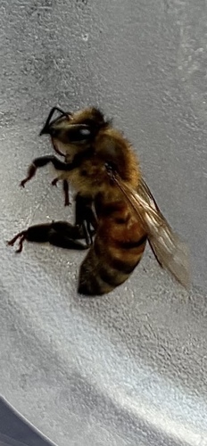 Western Honey Bee