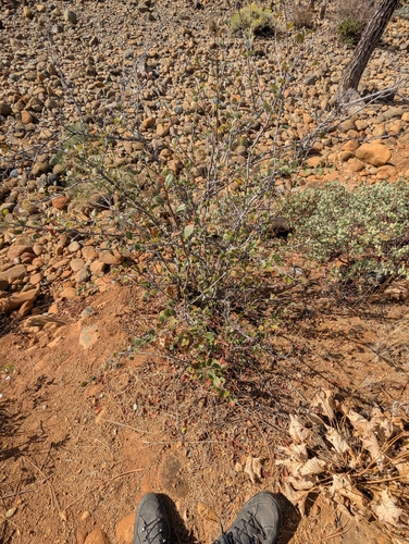 Cercocarpus betuloides, photograph 3