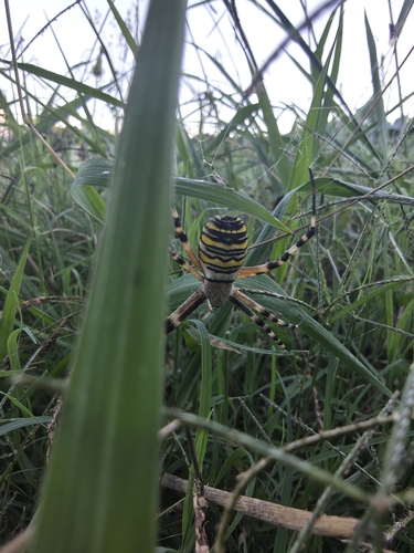 Wasp Spider