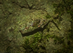 Sorolopha delochlora