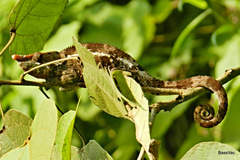 Calumma crypticum