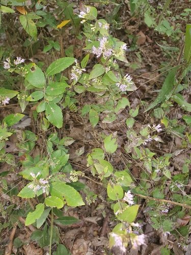 Cunila origanoides